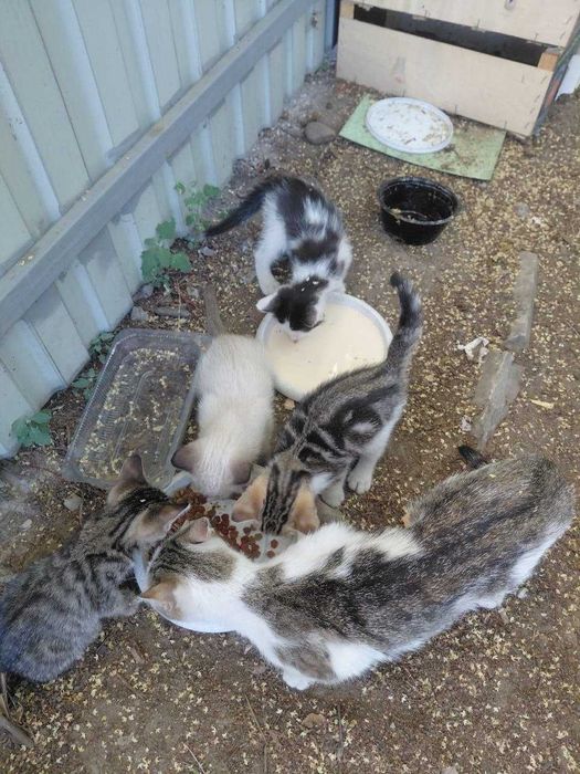 Отдам котят в добрые руки