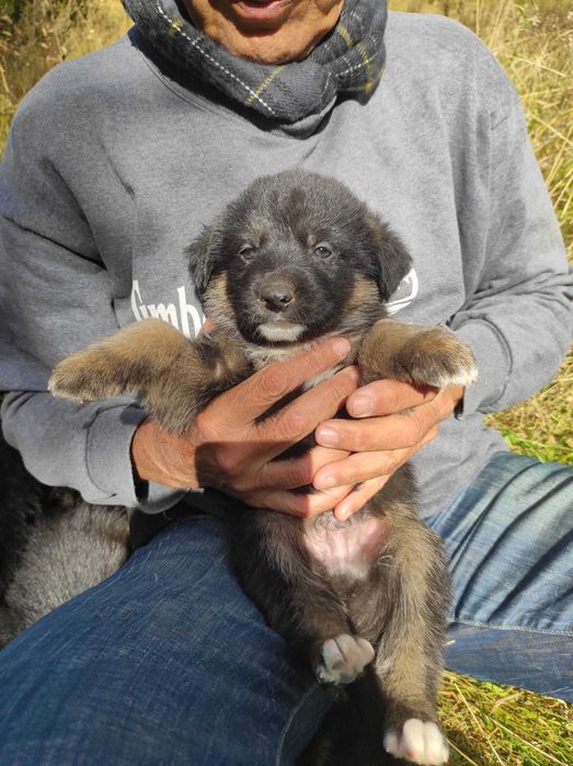 Pui metis ciobănesc german spre adopție (Cheia, Prahova)