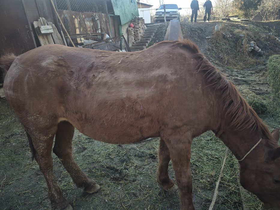 Семіз бие 5 жасар