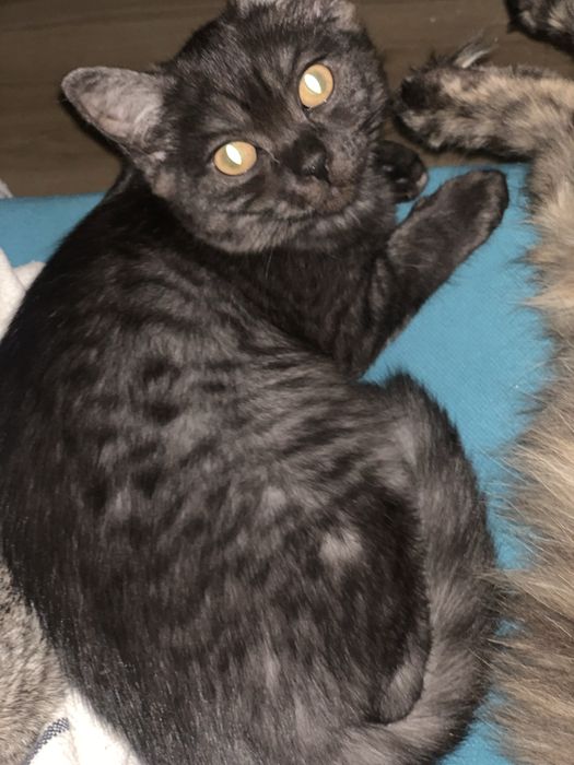 Отдам кошек в хорошие руки