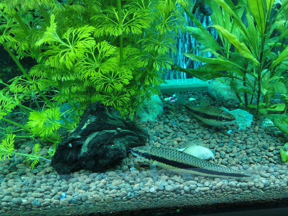 Acvariu cu pesti CLASICA