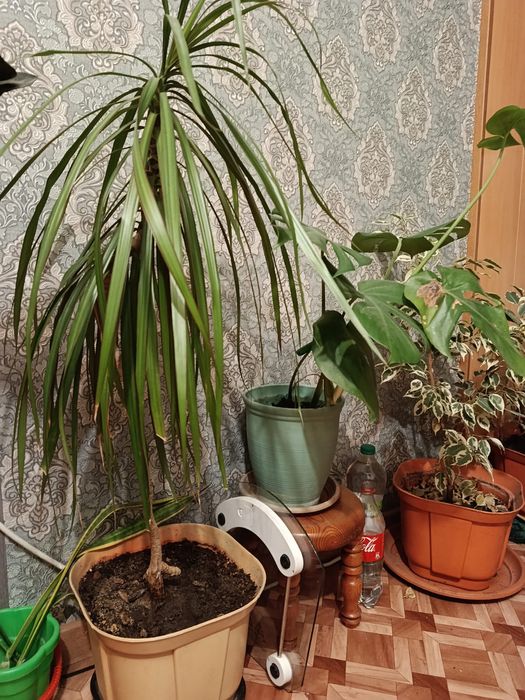 Продам комнатные растения, много