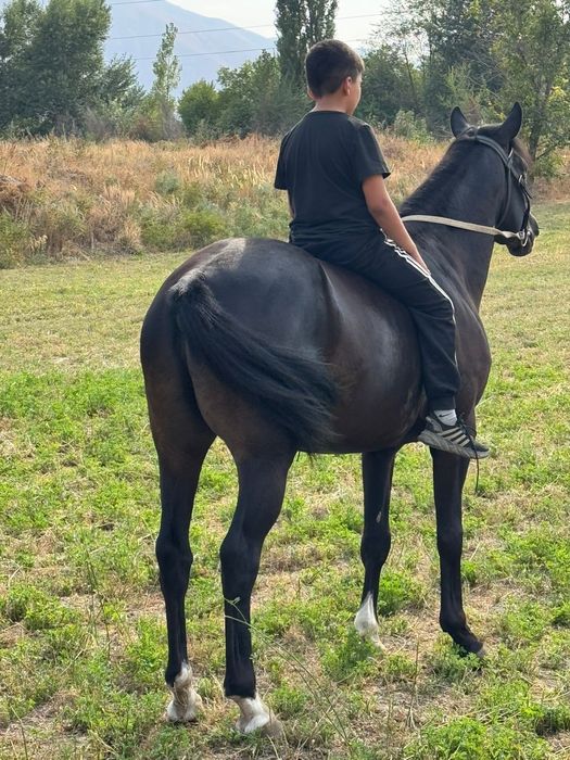 Лошадь, Айгыр все ноги целые