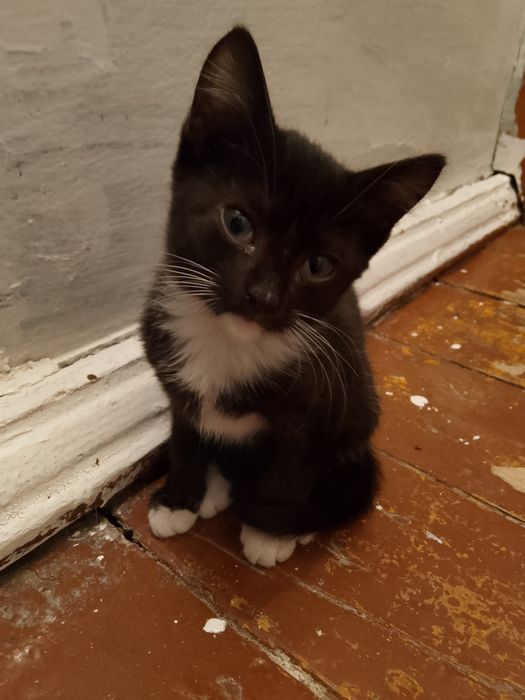 Девочки солнышки в добрые руки