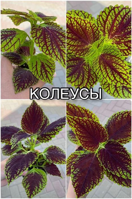 Продам сортовые петуньи колеусы
