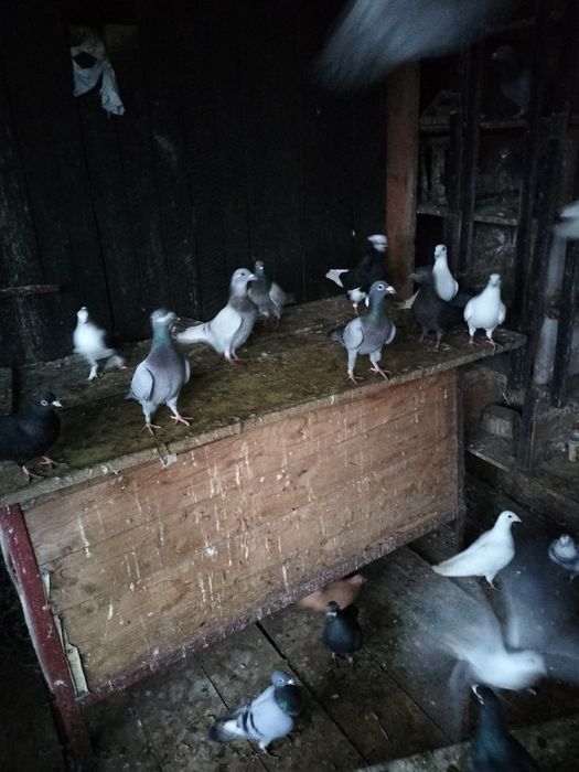 Porumbei de vânzare