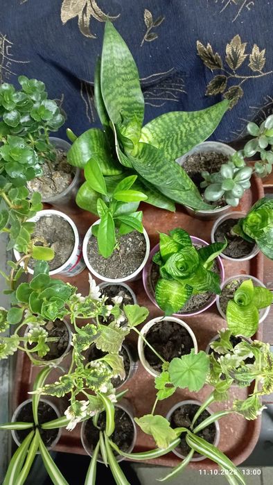 Цветы домашние.г.Астана