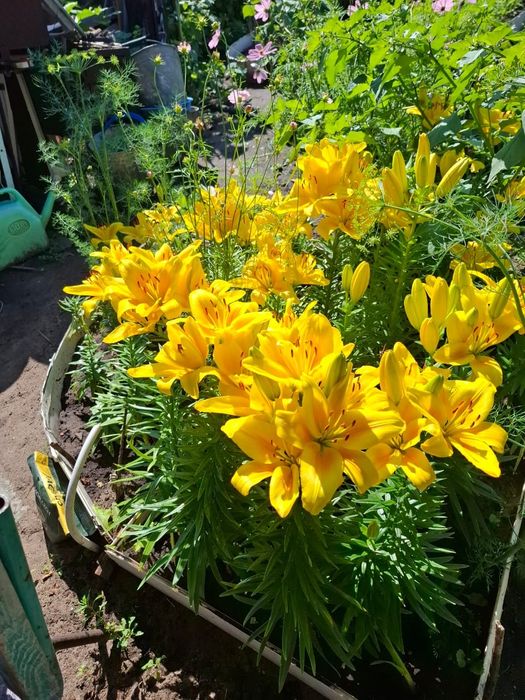 Продам дачу 6 общество, Рудный