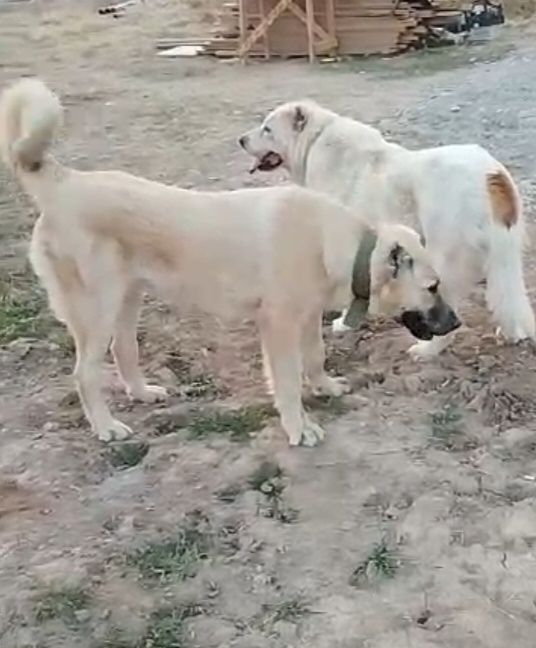 Еркек кушык 7 айлык