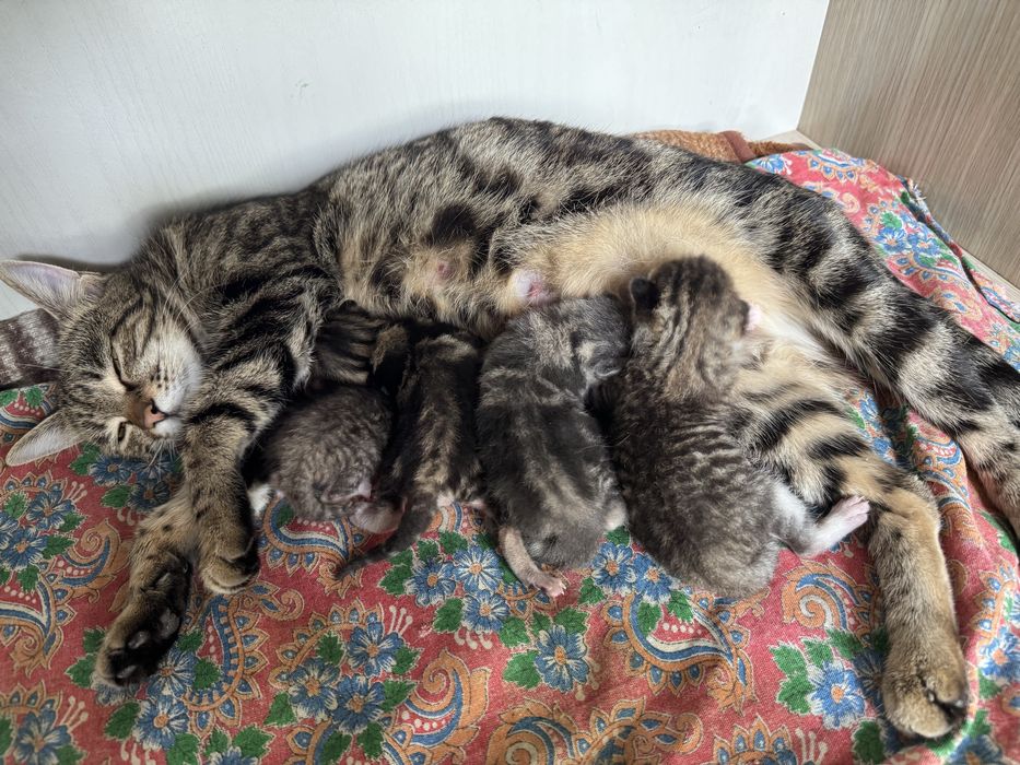 Uy mushugi sotiladi 4 ta bolasi bilan. 1 hafta boʻldi tuqqaniga