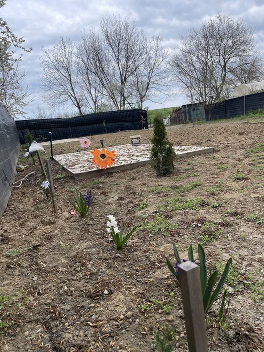 Vand teren 450 mp in micalaca zona Balastiera