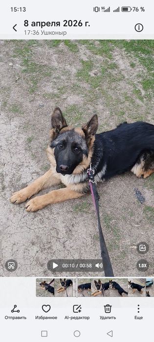 Щенок немецкой овчарки 100%