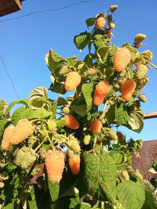 Саженцы ремонтантной малины "Оранжевое чудо" , "Полька"