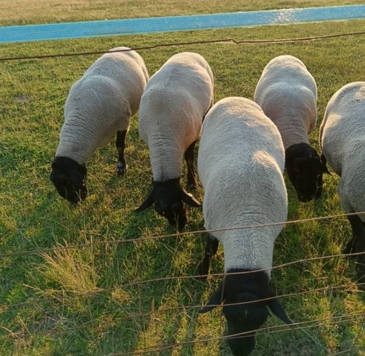 Oi suffolk cu pedigree oferta !