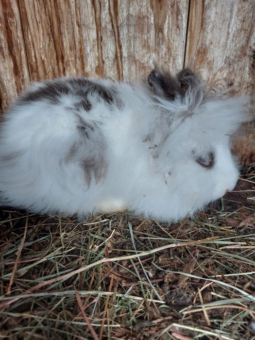 Iepuri pitici teddy,puiuți