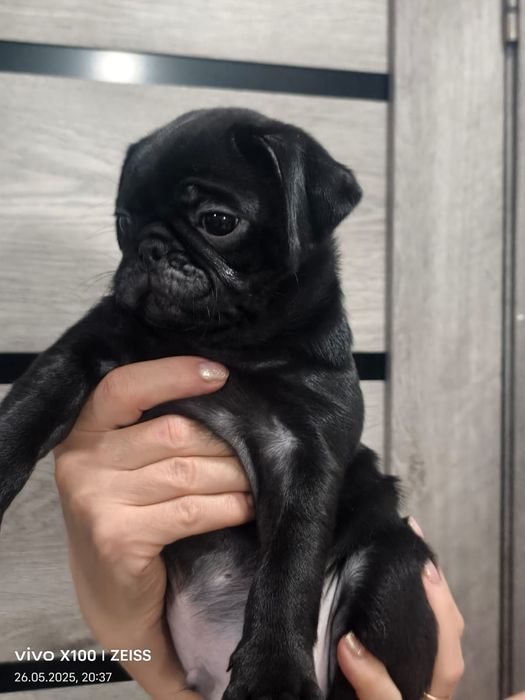 Очаровательные щенки мопса.