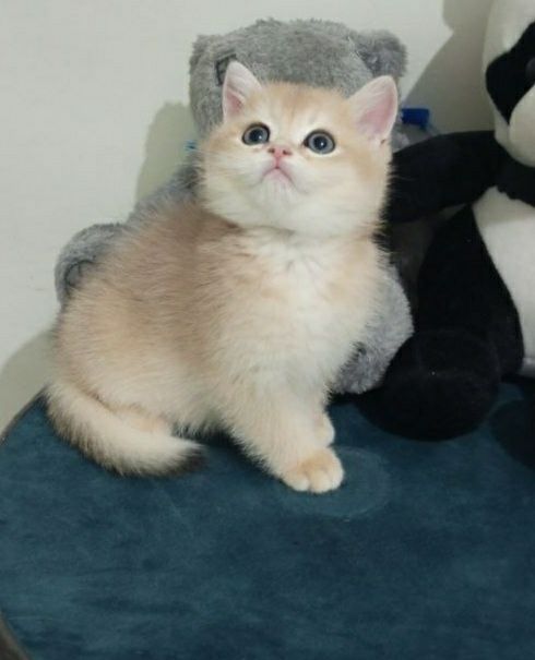 Продаётся шикарный мальчик