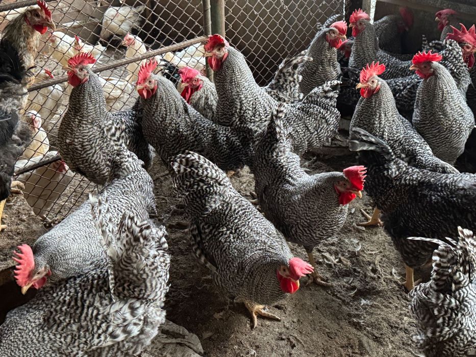 Продавам петли за ПЕТЛЬОВДЕН