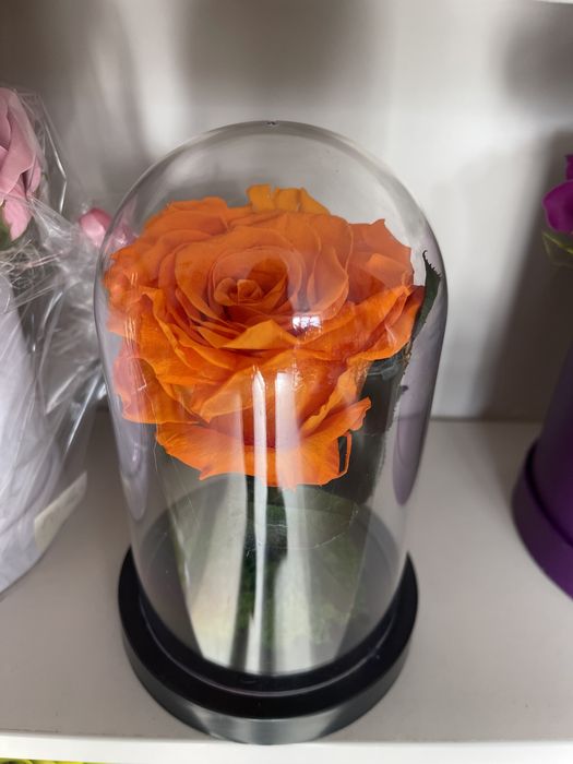 Trandafir criogenat cluj