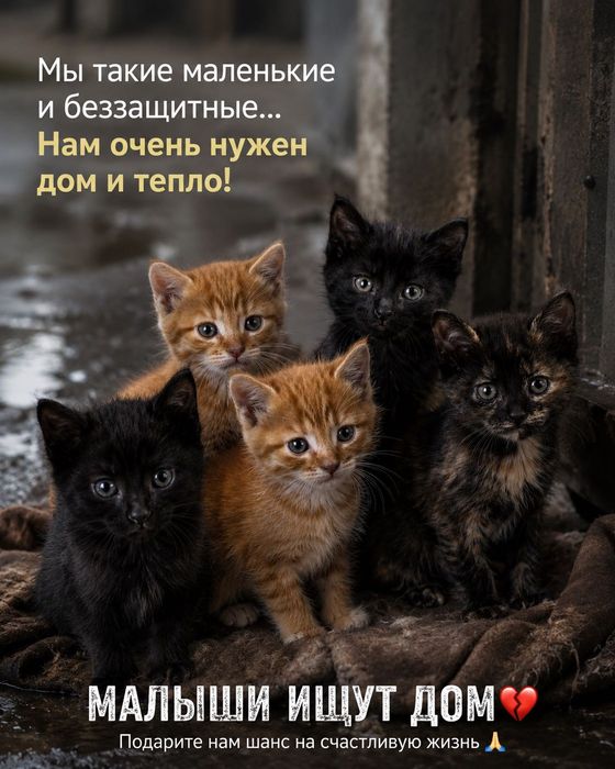 Котята малыши ищут дом
