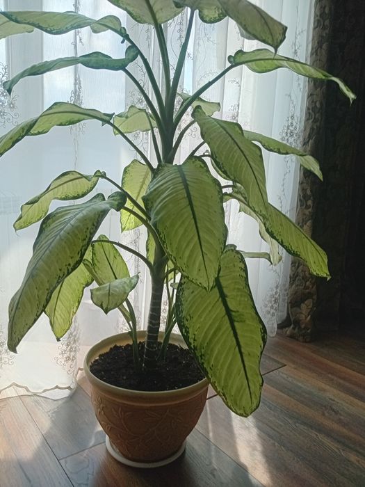 Продам комнатный цветок Диффенбахия