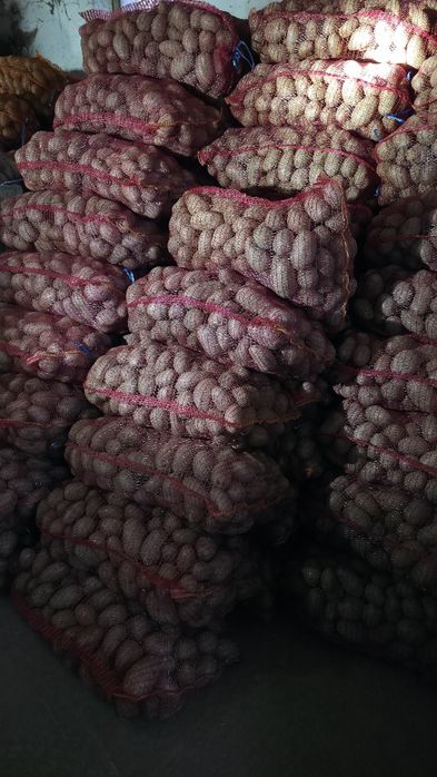 Cartofi de consum soi Alouette