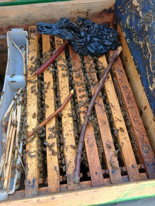 Asal ari oilasi sotiladi