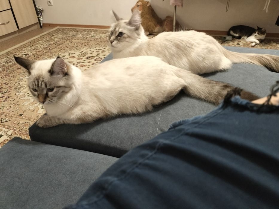 Отдам котят в хорошие, добрые руки!!!