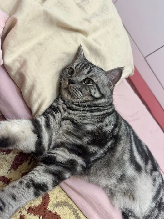 Отдам в добрые руки