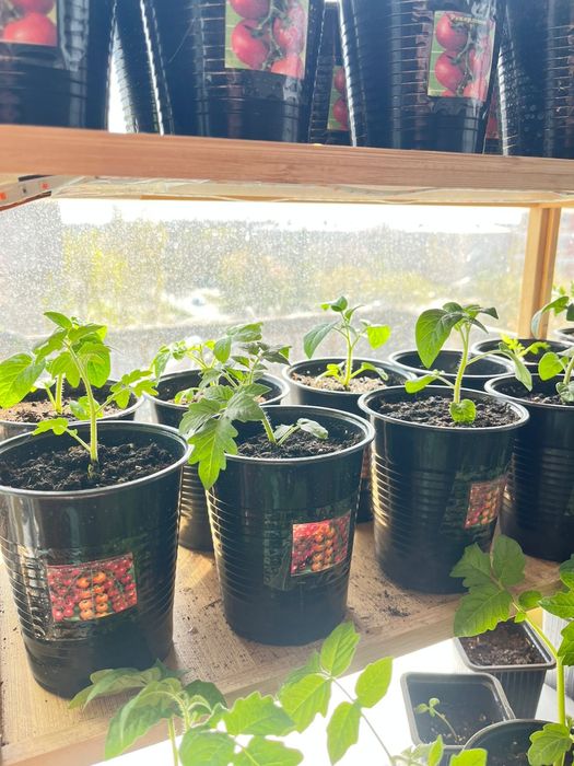 Проадю расаду испанский вид де бардо красны