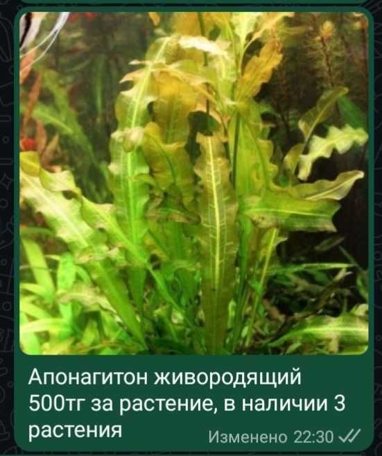 Аквариумные растения