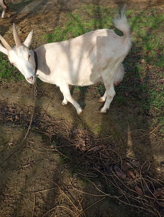 Vând trei capre și un țap!