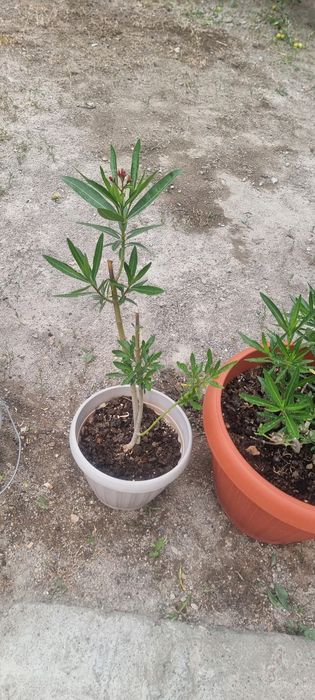 Продам цветы местные