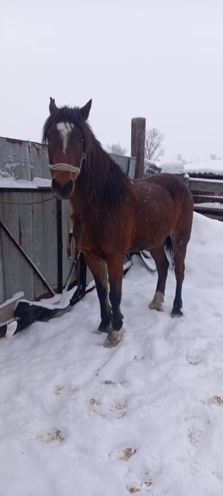 Ат сатылад, продается Конь