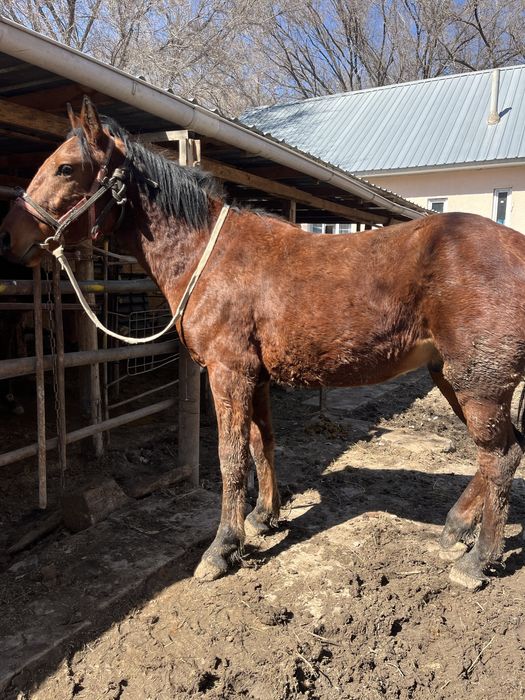 Кунан шгар жаксы аиргырдын баласы