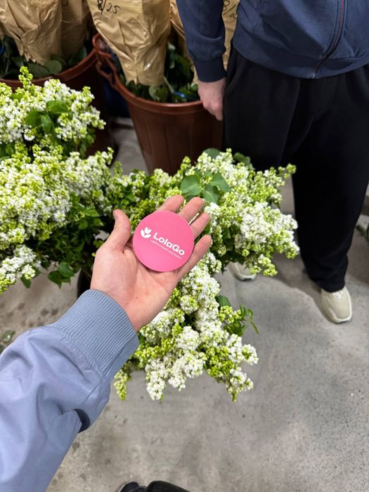 Великолепная сирень оптом за 10.000 сум