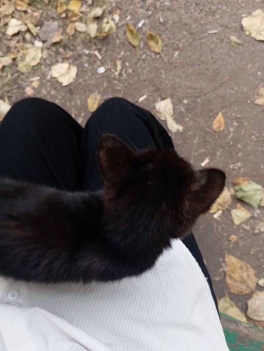 котенок брошенный