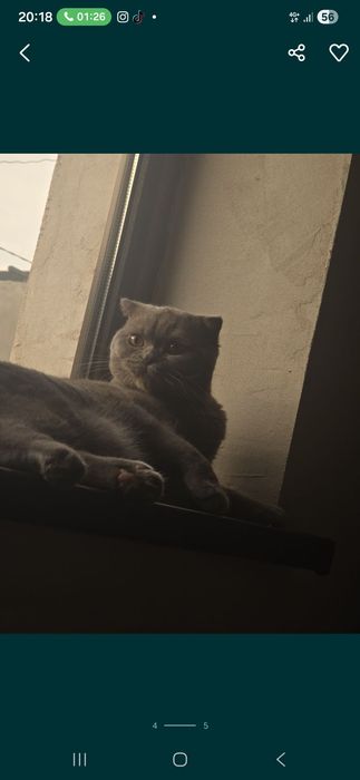 Scotish fold viyazkaga