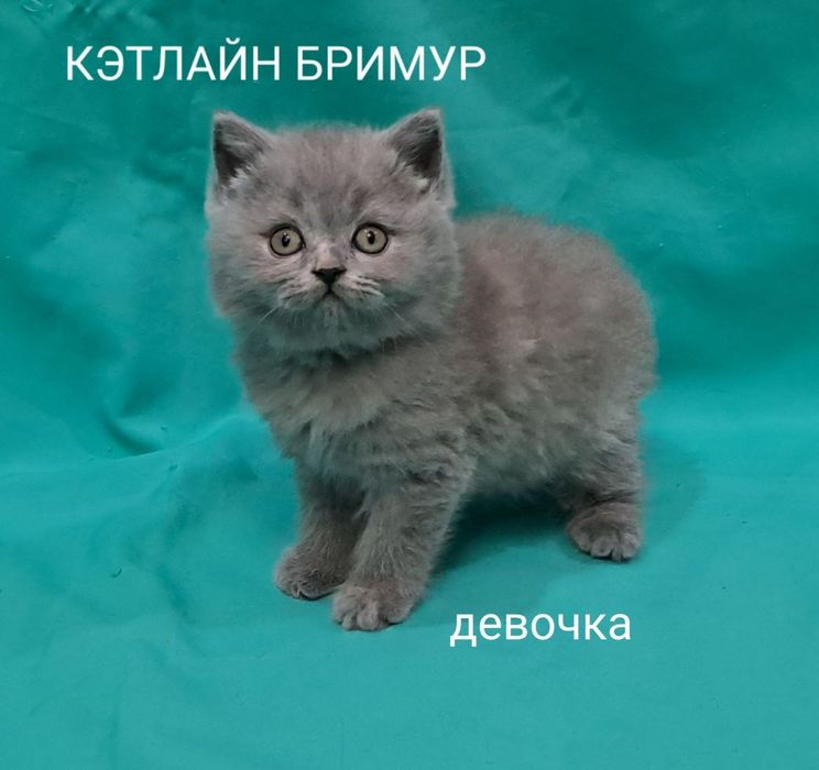 Британские котята! Питомник.