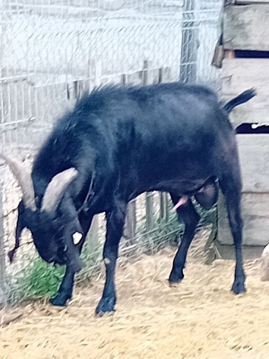 Tap adult de vanzare