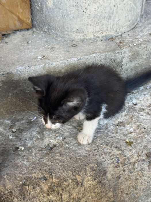 8 котят ищут новый дом!