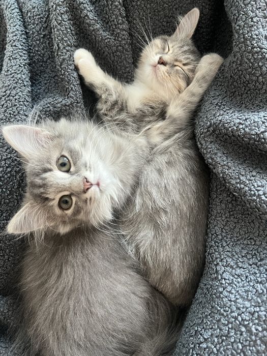 Отдам в добрые руки котята девочки