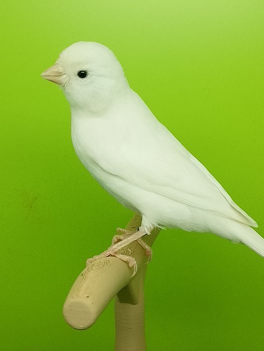 Canari și colivii