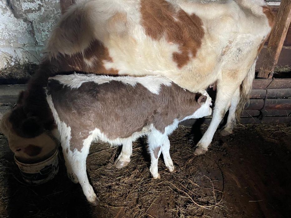 Продам теленок, бычок