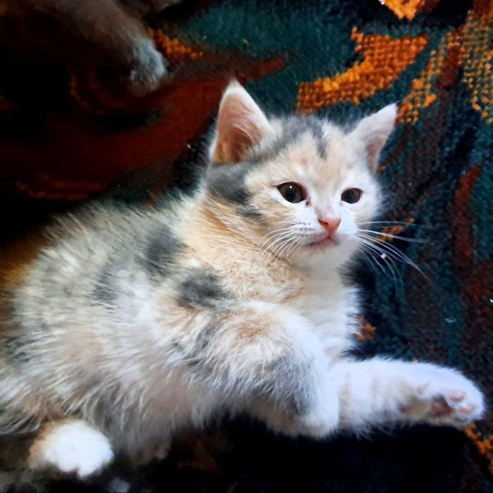 Котята 2 месяца мама страйт