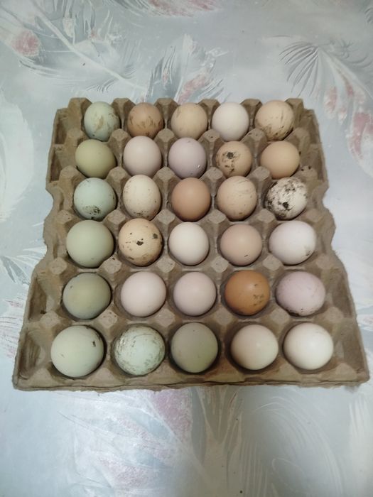 Инкубационные яйца