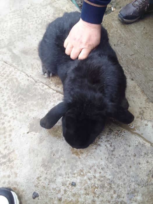 Vând iepure berbec german și porumbei