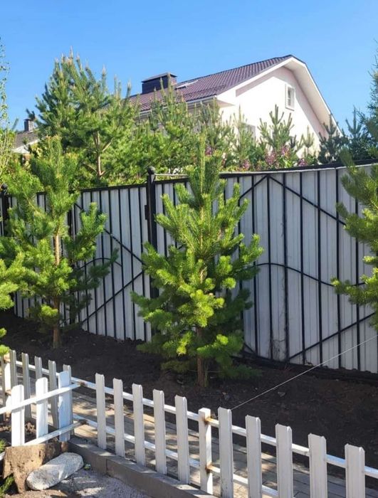 Саженцы сосна ёлка