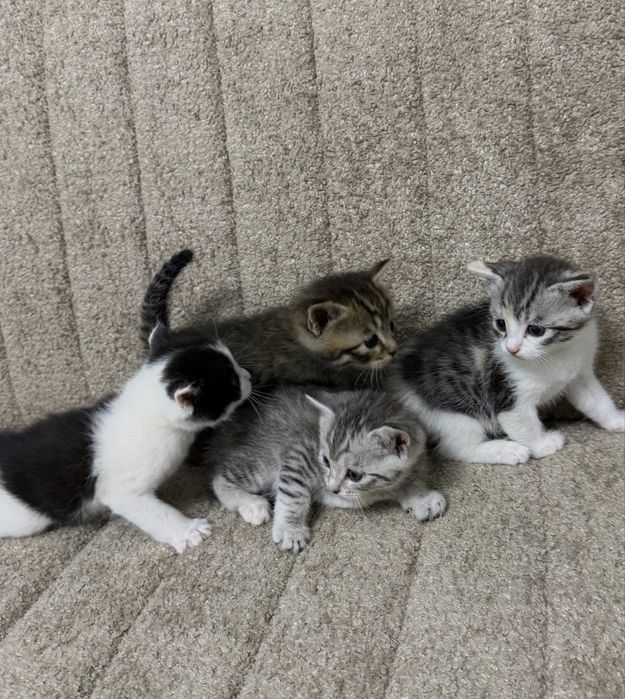 Котята Скотиш страйт