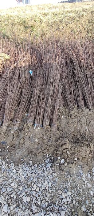 Puieți salcâm frasin tei fag carpen stejar mesteacăn plop brad molid